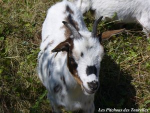 EGLANTINE - chèvre mini-naine des Tourelles