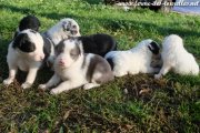 Portée de 7 chiots de LAVANDE du 21-10-20