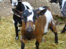IDELIS des Tourelles - chèvre miniature