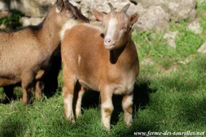 MIA - chèvre miniature des Tourelles