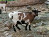 HAMAELYS - chèvre miniature des Tourelles