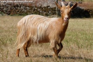 JALIA des Tourelles - chèvre semi-miniature à poils longs