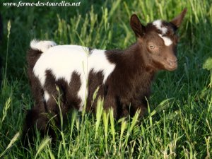 LYPSIE des Tourelles - chèvre miniature motte
