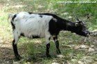 MAYA des Tourelles - chèvre miniature extra-naine