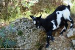 LISKA des Tourelles - chèvre miniature