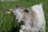 HANISETTE de 1001 pattes - chèvre miniature motte des Tourelles