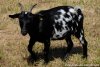 IOUKIE - chèvre semi-miniature des Tourelles