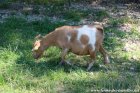 FLAMME - chèvre extra-naine des Tourelles