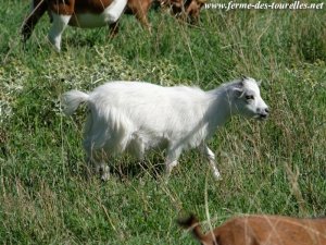 LILOU des Tourelles - chèvre miniature à poils longs