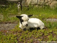 ELIOT des Tourelles - chevreau miniature