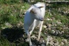 HARMONIA - chèvre extra-naine motte des Tourelles