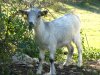 GRISETTE - chèvre naine