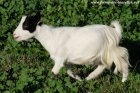 JENNA des Tourelles - chèvre extra-toy à poils longs