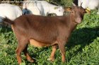 JULIANA - chèvre extra-naine des Tourelles
