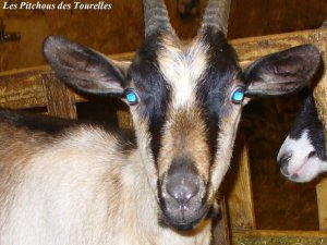INDIANA des Tourelles - chèvre Alpine