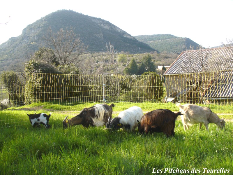 Comment installer un du grillage à mouton ? - BODEOR