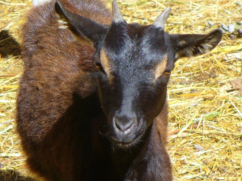  Vermifuge Chevre