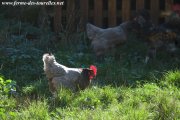 Poules de la Ferme des Tourelles