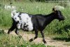 FLOFLO - chèvre miniature extra-naine des Tourelles