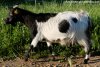 HELISA - chèvre miniature des Tourelles
