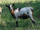 JAKIRA des Tourelles - chèvre miniature