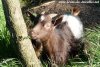 NIÑO des Tourelles - bouc miniature aux yeux bleus