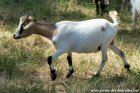 GAZELLE - chèvre miniature toy des Tourelles