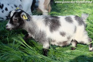 NAWA des Tourelles - chèvre extra-toy