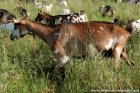 JASMINE des Tourelles - chèvre Alpine