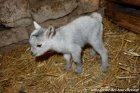 LUKE des Tourelles - chevreau miniature