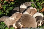 5 chiots Border Collie non LOF d'OLMEDA