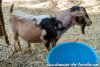 TOPISSIME des Tourelles - bouc miniature marbré