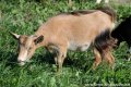 Chèvres et boucs sauvages dilué des Tourelles