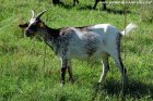 IBIZA - chèvre semi-naine des Tourelles