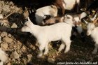 PIMKY des Tourelles - chevrette miniature aux yeux bleus, semi-angora possible