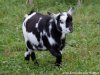 JOYCE des Tourelles - chèvre miniature