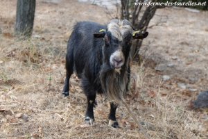 P'TIT PRINCE - bouc miniature des Tourelles