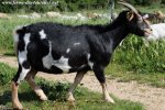 HAVANA - chèvre miniature des Tourelles