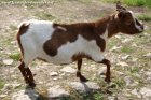 PRALINE - chèvre miniature des Tourelles