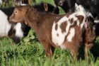MAÏTIKA des Tourelles - chèvre miniature