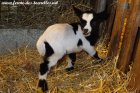 OXANNA des Tourelles - chevrette miniature aux yeux bleus