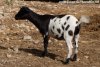 POESIE des Tourelles - chèvre miniature dalmatienne