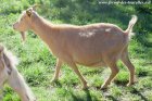 GRISON - chèvre miniature des Tourelles