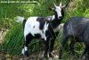 PERSANNE des Tourelles - chèvre miniature aux yeux bleus
