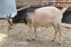 PEGASE des Tourelles - bouc miniature aux yeux bleus
