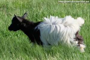 MILANA des Tourelles - chèvre miniature à poils longs