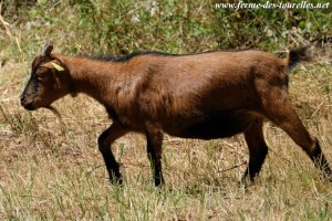 IMALA - chèvre toy des Tourelles