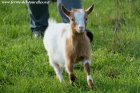 LALOU - chèvre miniature des Tourelles