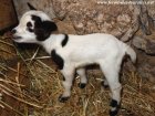 MACCHIATO des Tourelles - chevreau miniature