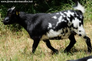 LINE - chèvre extra-naine des Tourelles